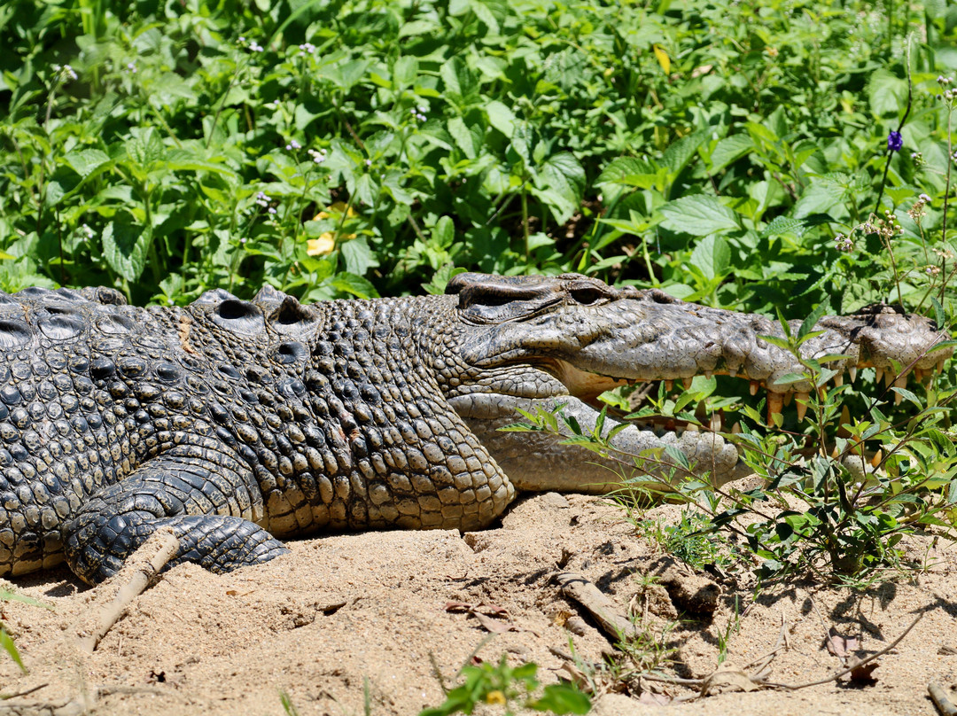Daintree Crocodile Tours-Daintree必去景点