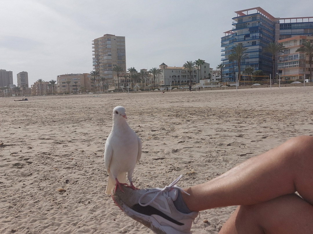 Playa Muchavista景点图片