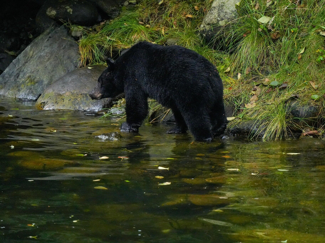 Thornton Creek Hatchery景点图片