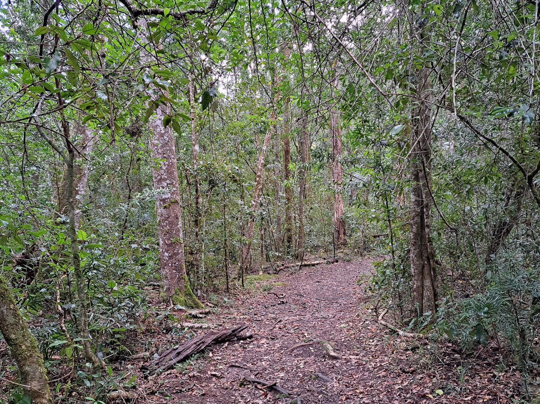 Jubilee Creek picnic site and walk-克尼斯纳必去景点