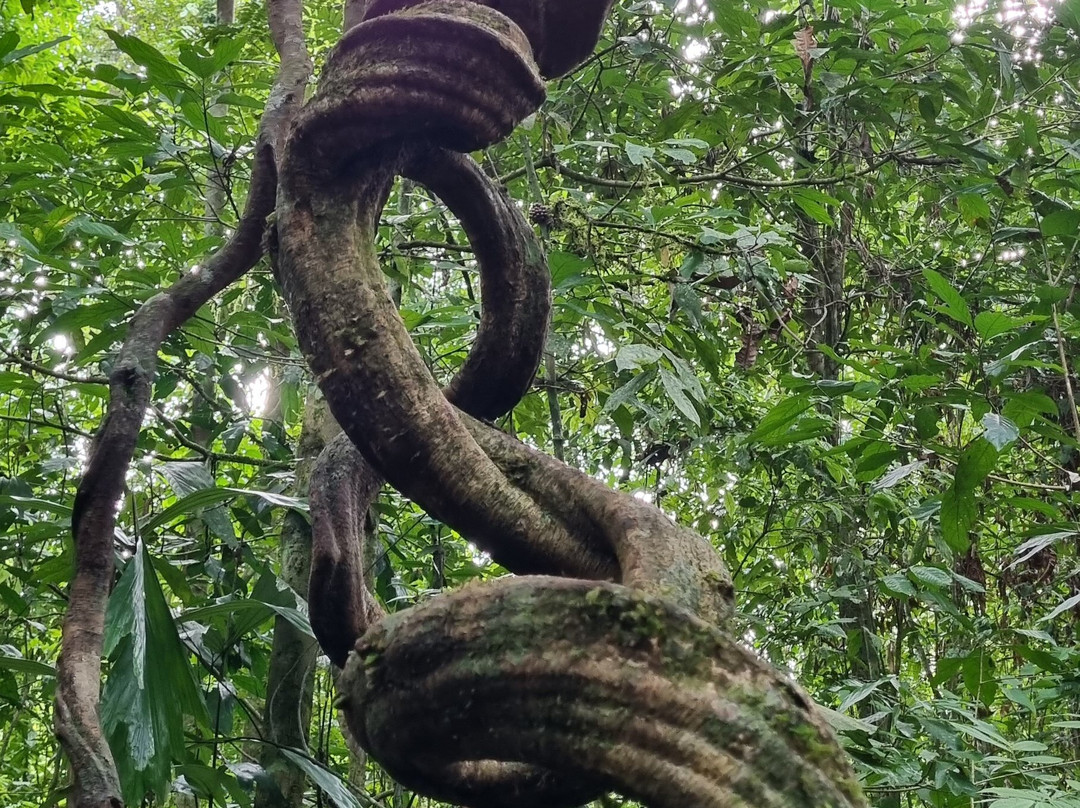 Ketambe Suherman Jungle-Ketambe必去景点