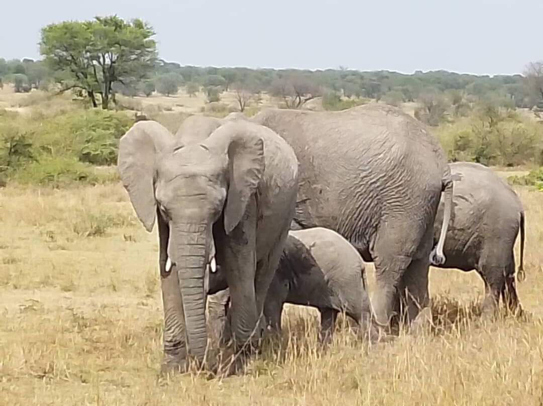 Osotwa Africa Safaris景点图片