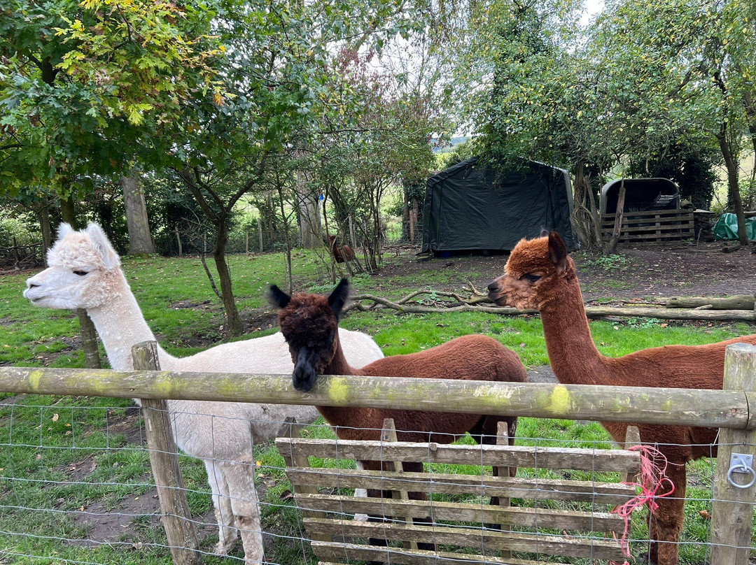 Lower Bush Alpacas景点图片