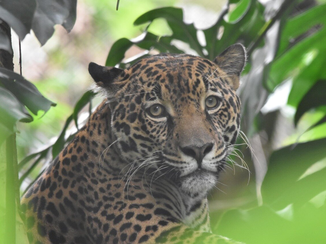 Rescate Wildlife Rescue Center景点图片