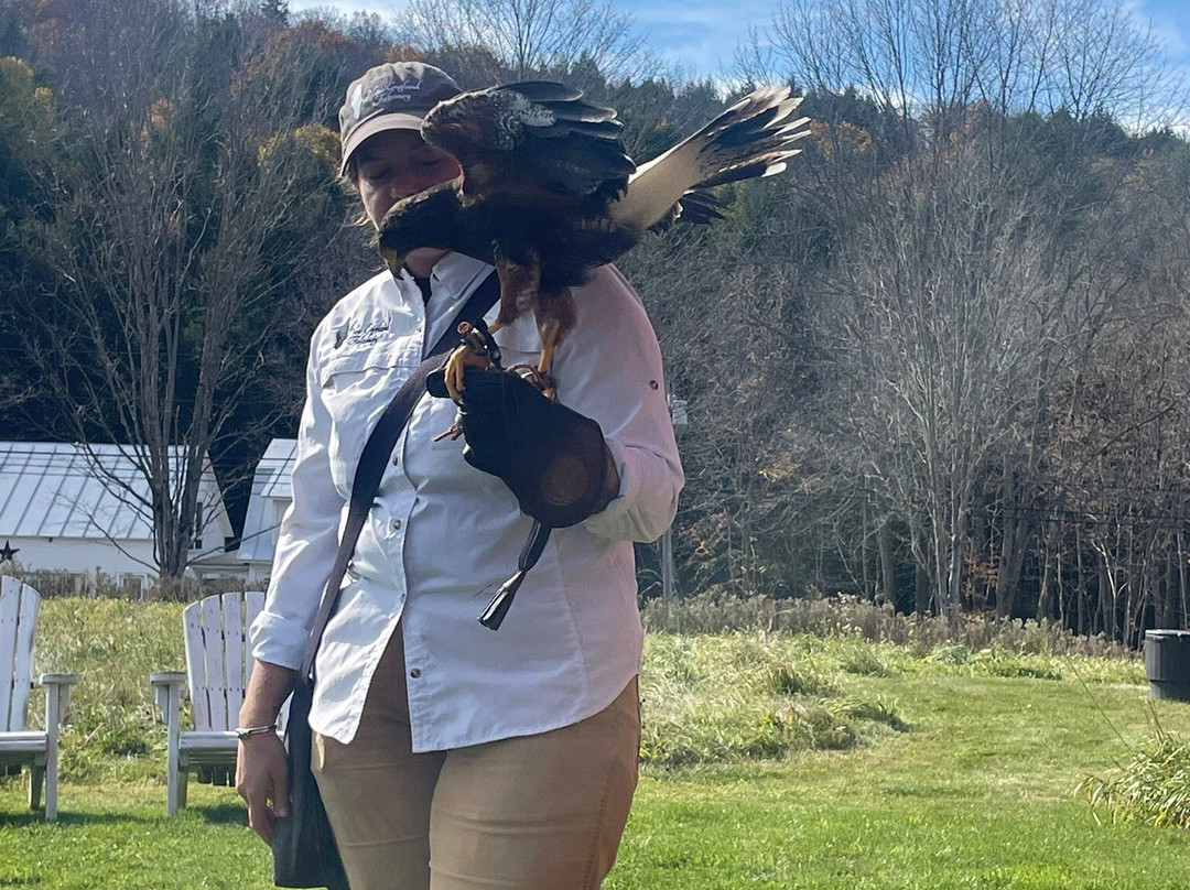 New England Falconry-伍德斯托克必去景点