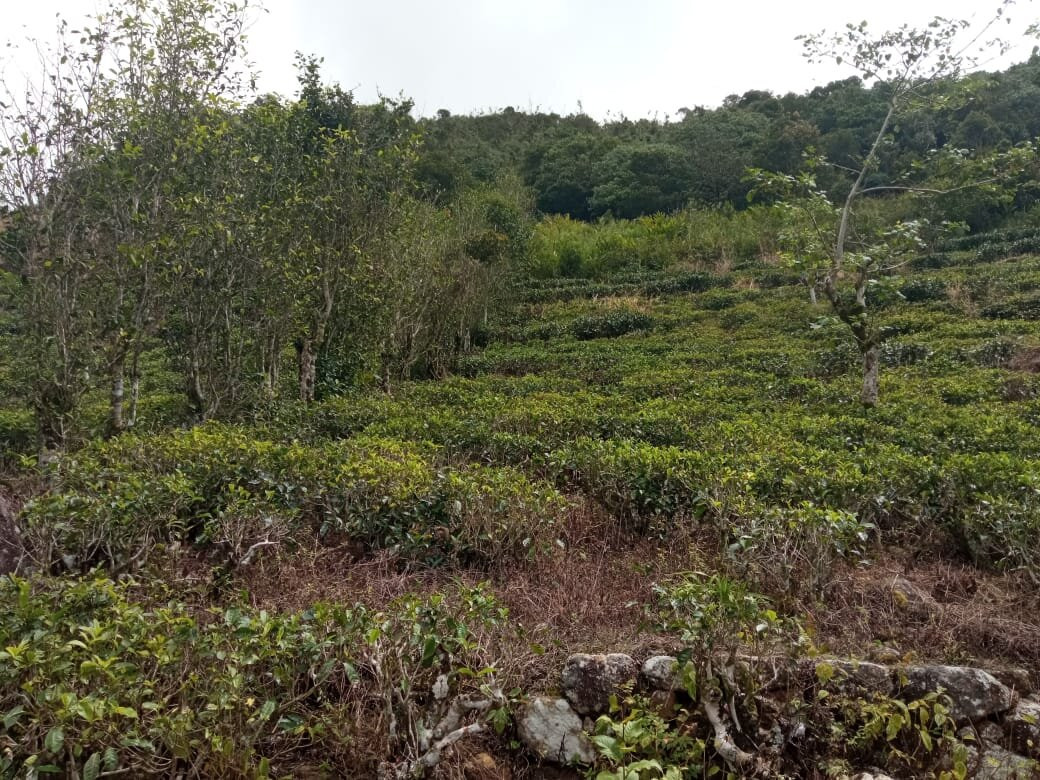 By Foot Adventures Sri Lanka主图