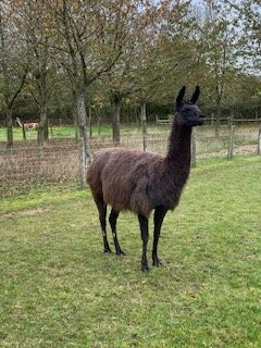 Catanger Llamas-Towcester必去景点