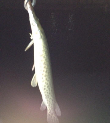 Swampdog Tours-韦斯顿必去景点