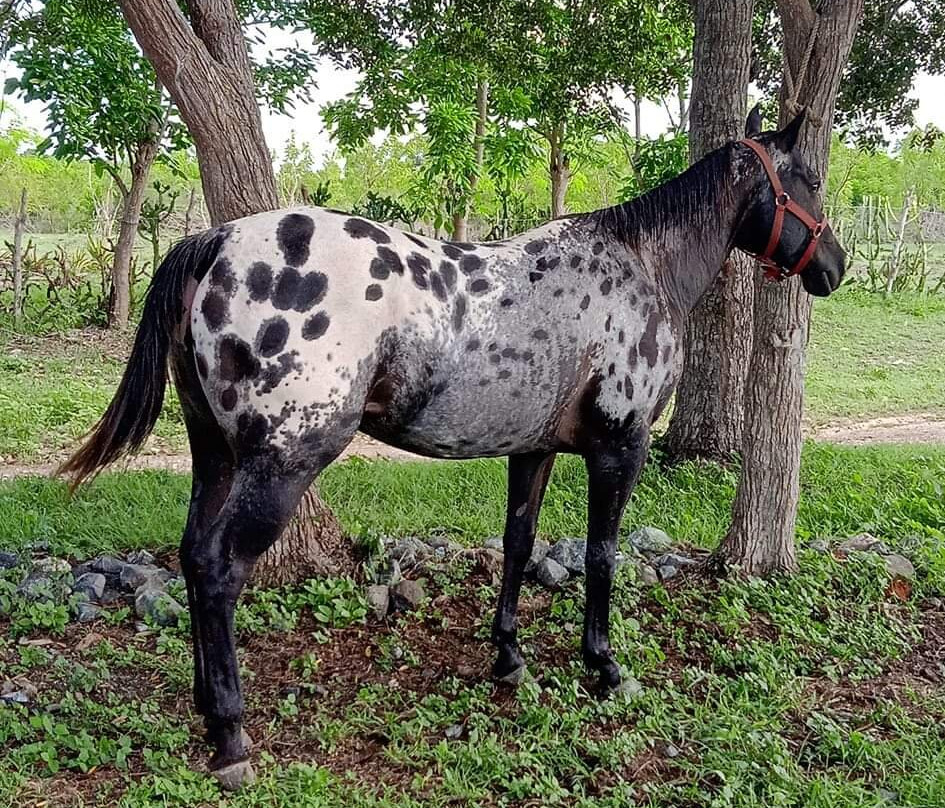 Hidalgo Horses Aventuras景点图片