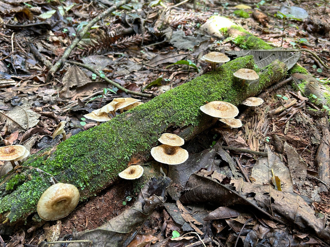 Mirante Pedra de São Francisco-Monteiro Lobato必去景点