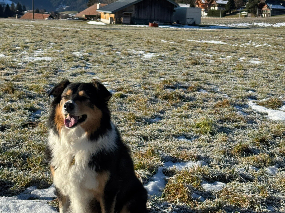 Golfhotel les Hauts de Gstaad & SPA主图