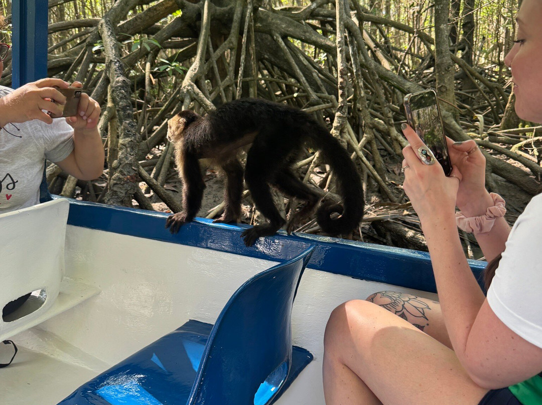 Monkey Mangrove Tour景点图片