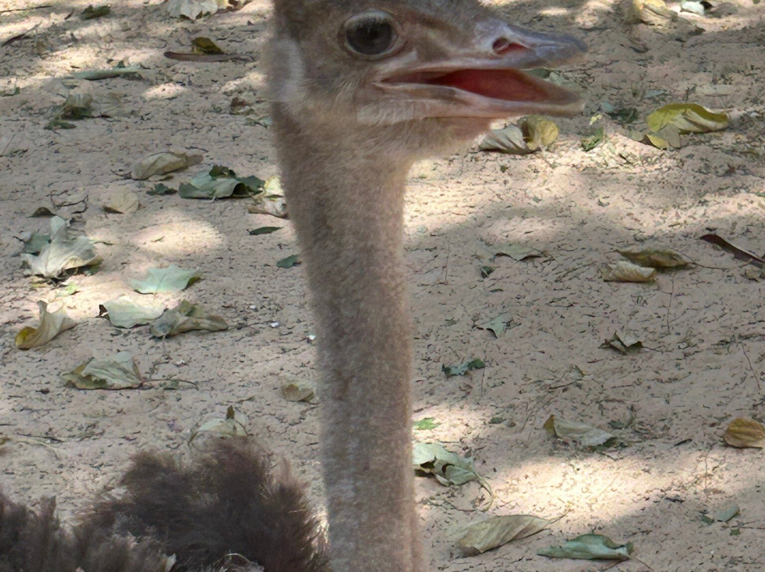 Parc Exotique Du Sénégal景点图片