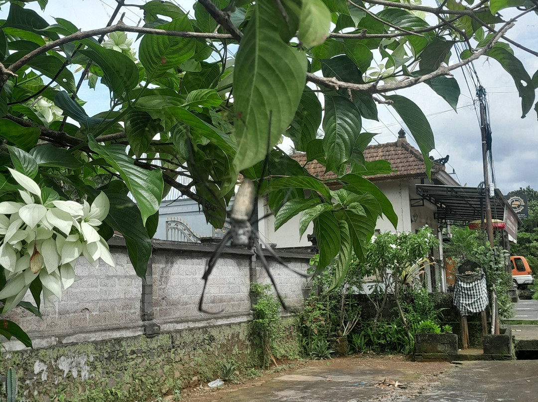 Bali Hai Adventure Tours-吉安雅必去景点