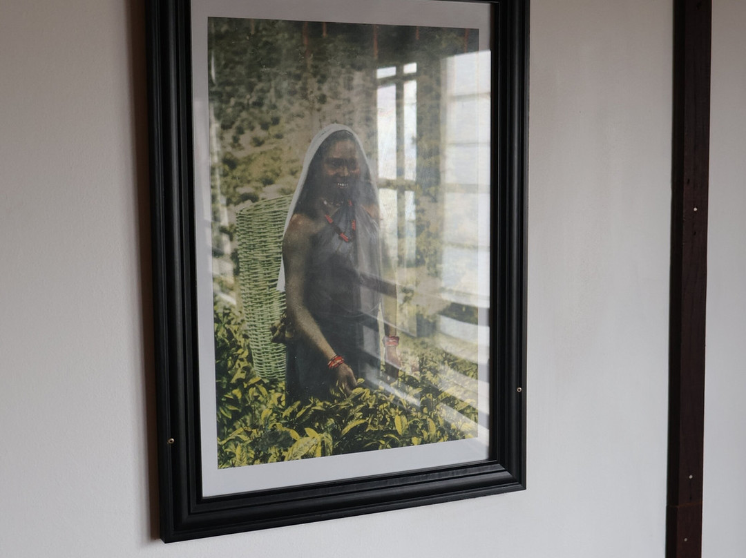 Tea and Experience Factory - Thema Collection主图