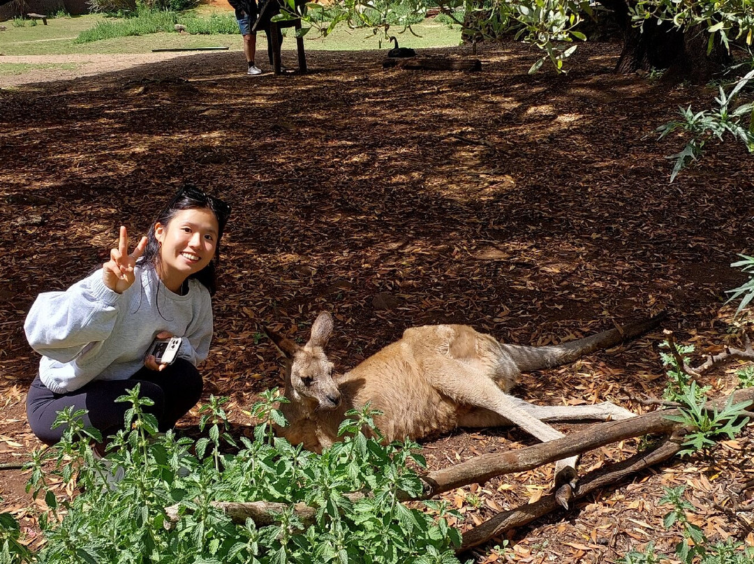 Trowunna Wildlife Sanctuary-茉莉溪必去景点