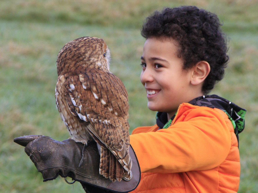 Bird on the Hand Falconry Experiences景点图片