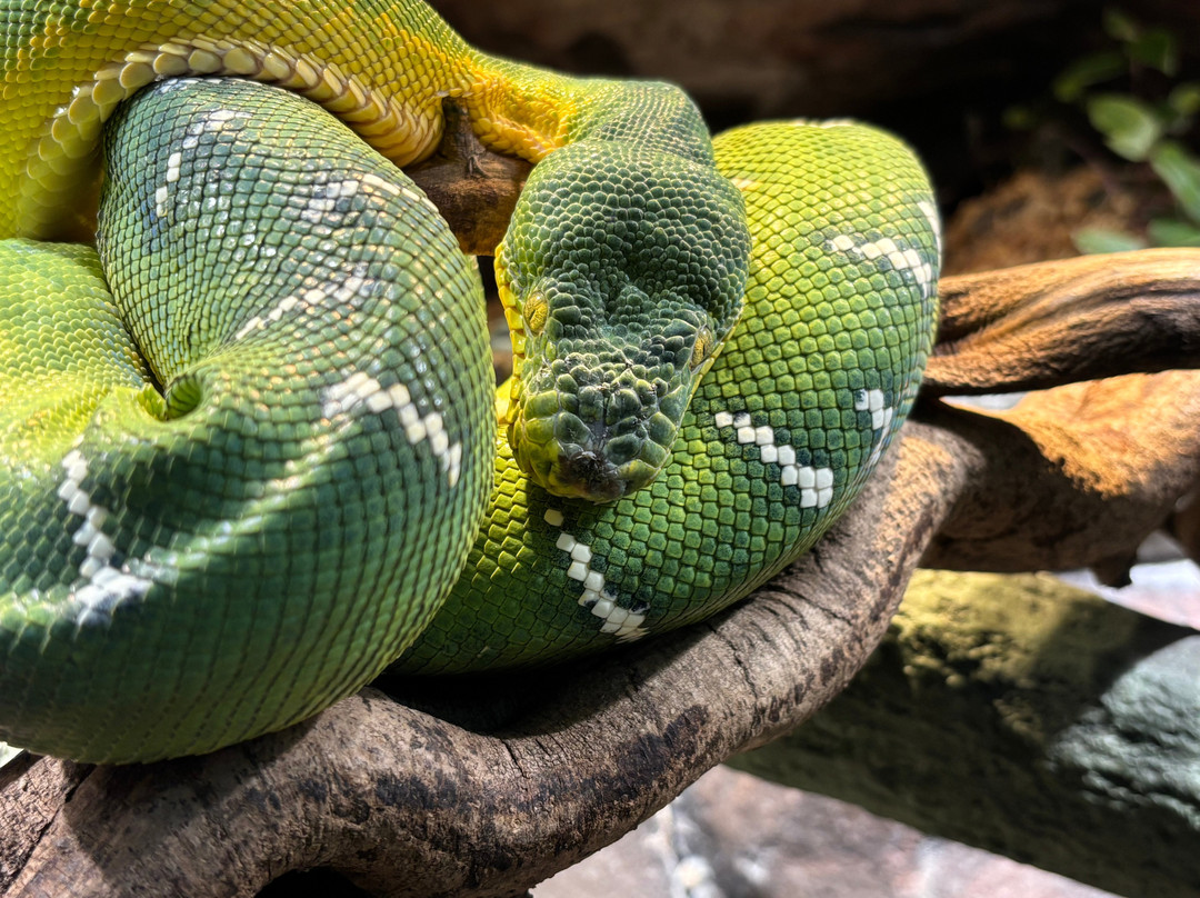Skansen - Akvariet-斯德哥尔摩必去景点