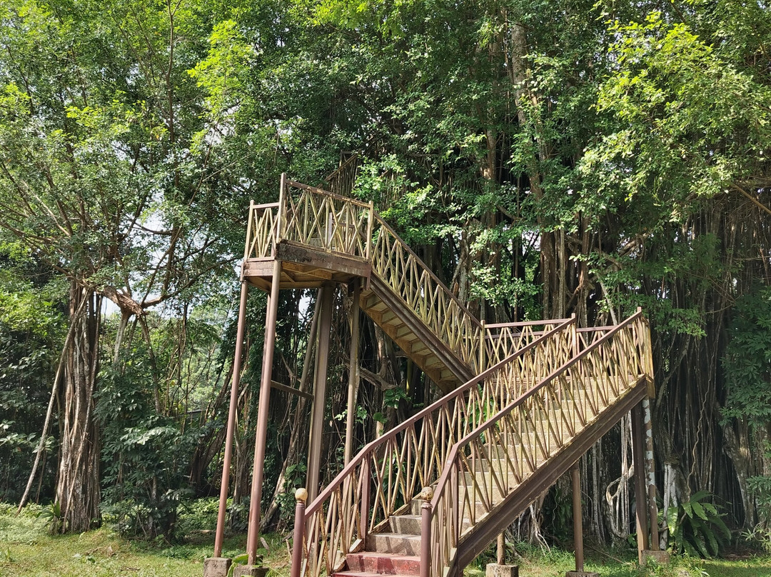 Henerathgoda Botanical Garden景点图片