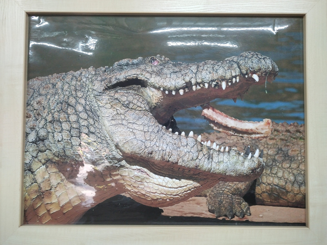 Thaba Kwena Crocodile Farm-尼斯特鲁姆必去景点
