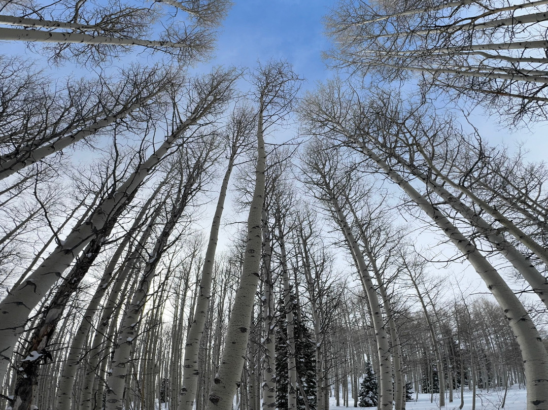 Wasatch Excursions景点图片