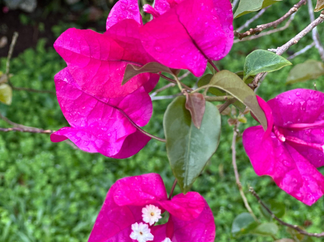 Domaine d'Emeraude-Le Morne-Rouge必去景点