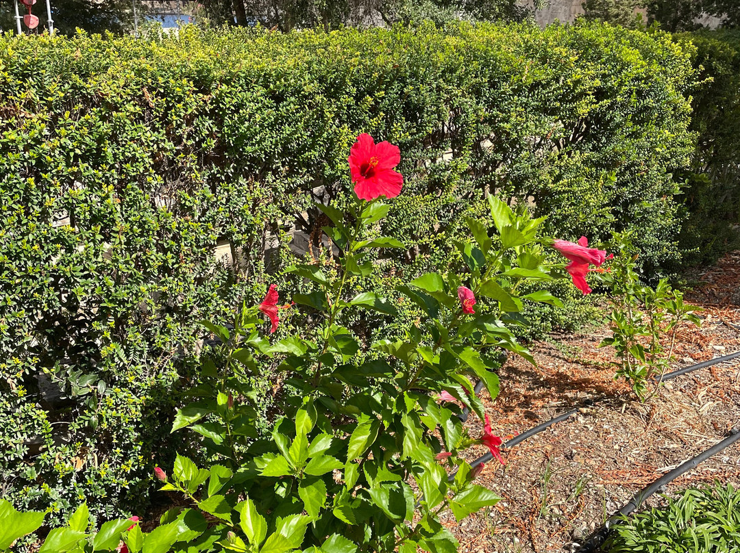 Msida Bastion Historic Garden景点图片