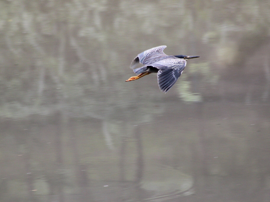 Parque Ecologico Da Pampulha-贝洛哈里桑塔必去景点