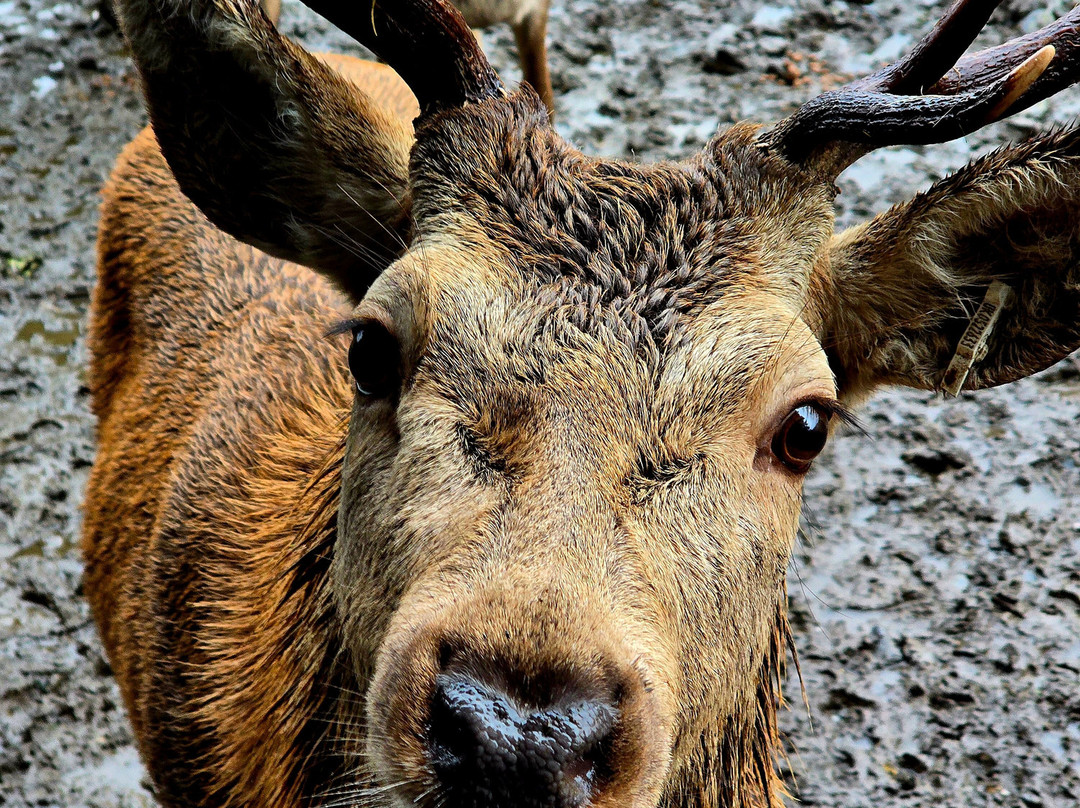The Galloway Forest Park Red Deer Range-Castle Douglas必去景点