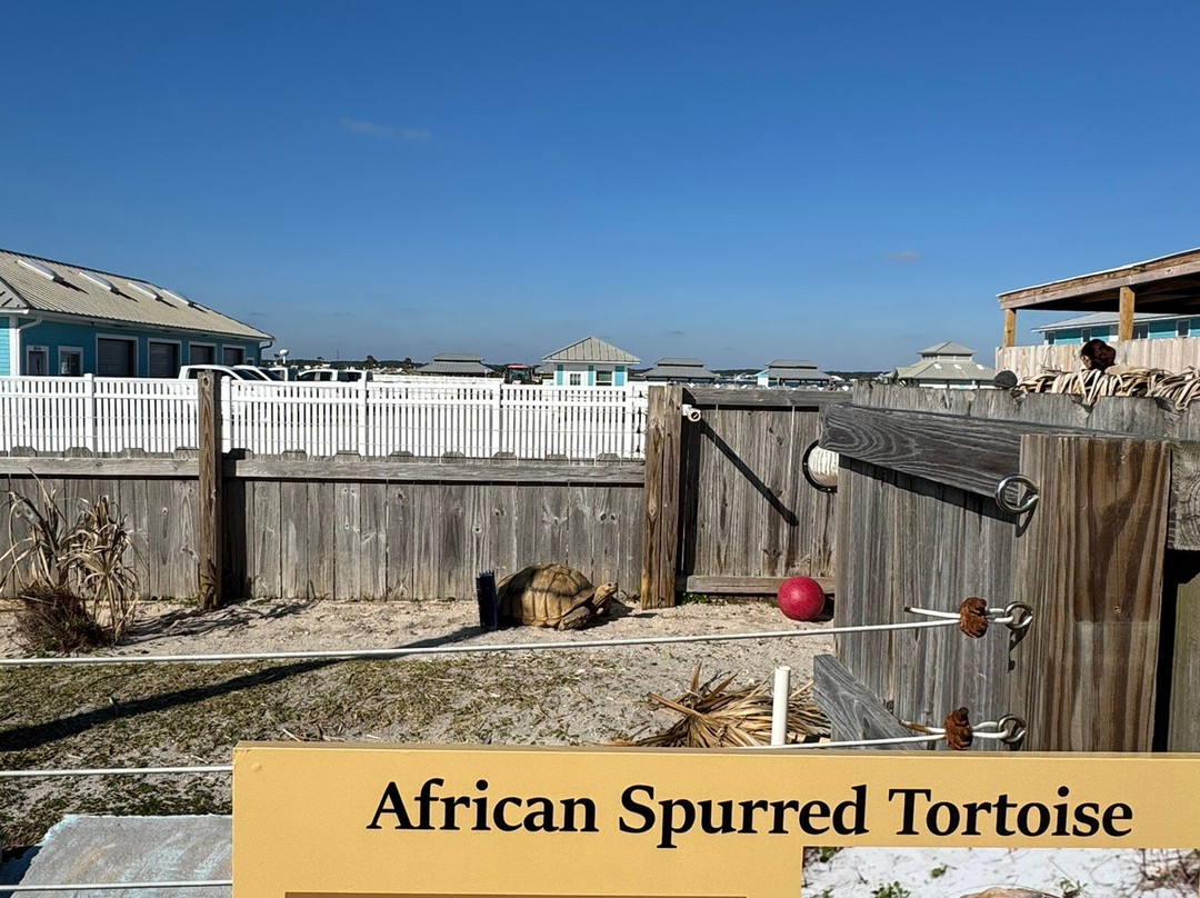 Navarre Beach Sea Turtle Conservation Center景点图片