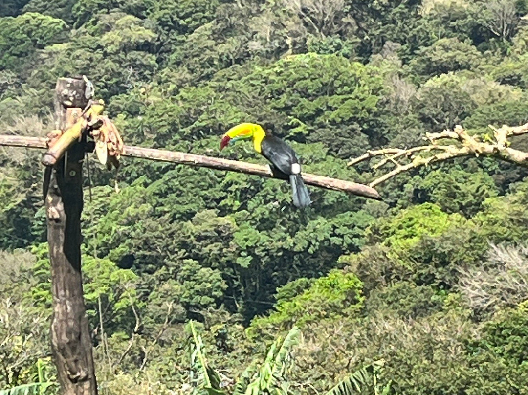 Finca Ecologica San Luis-蒙特沃德必去景点