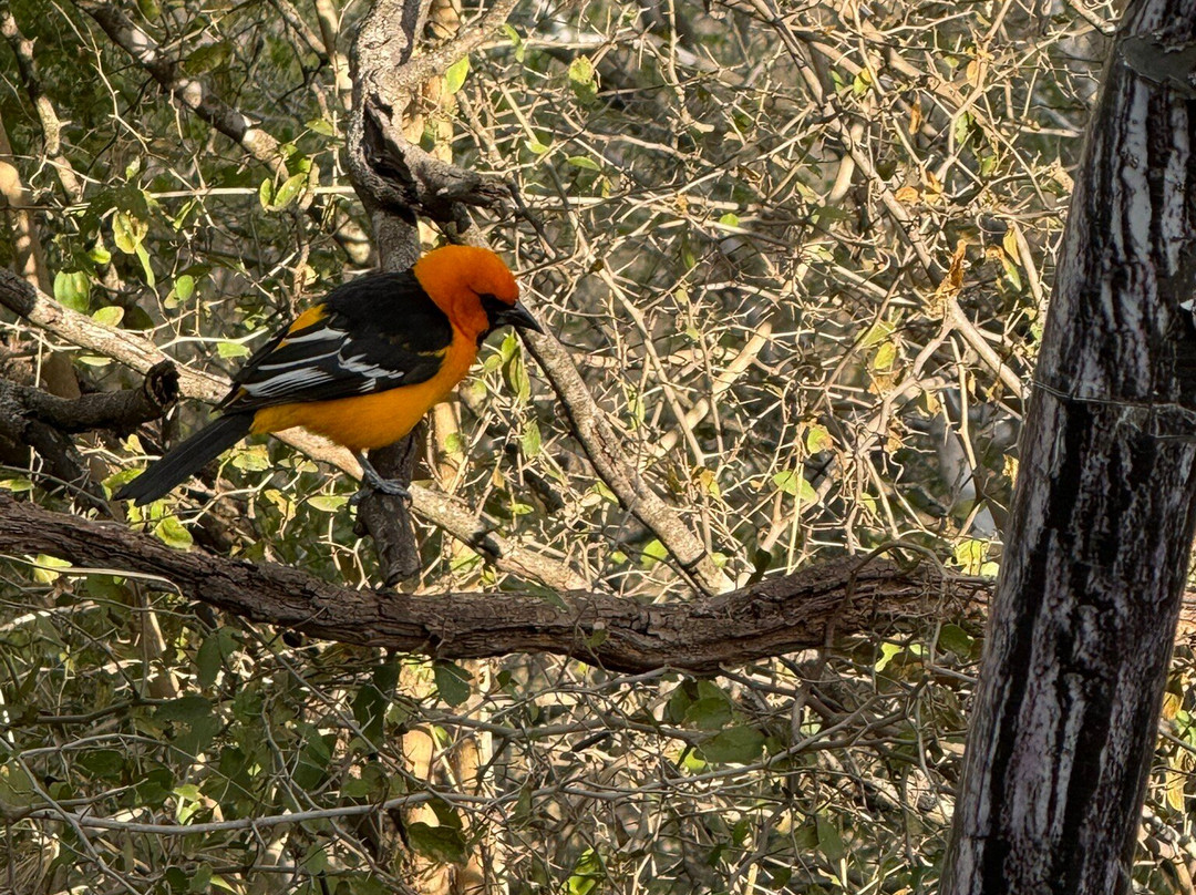 Bentsen-Rio Grande Valley State Park-Mission必去景点