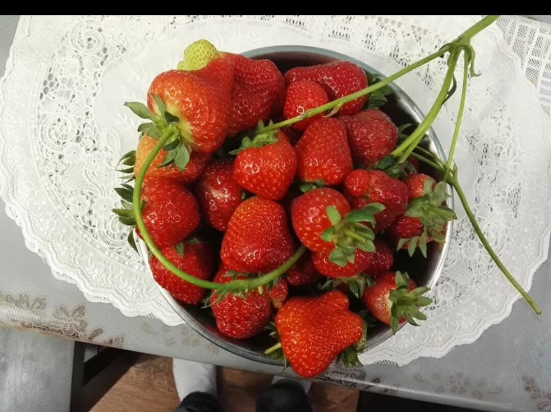 Albohayra Farm-Jahra必去景点