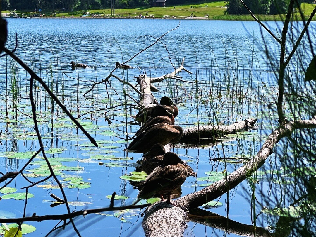 Nordbytjernet景点图片