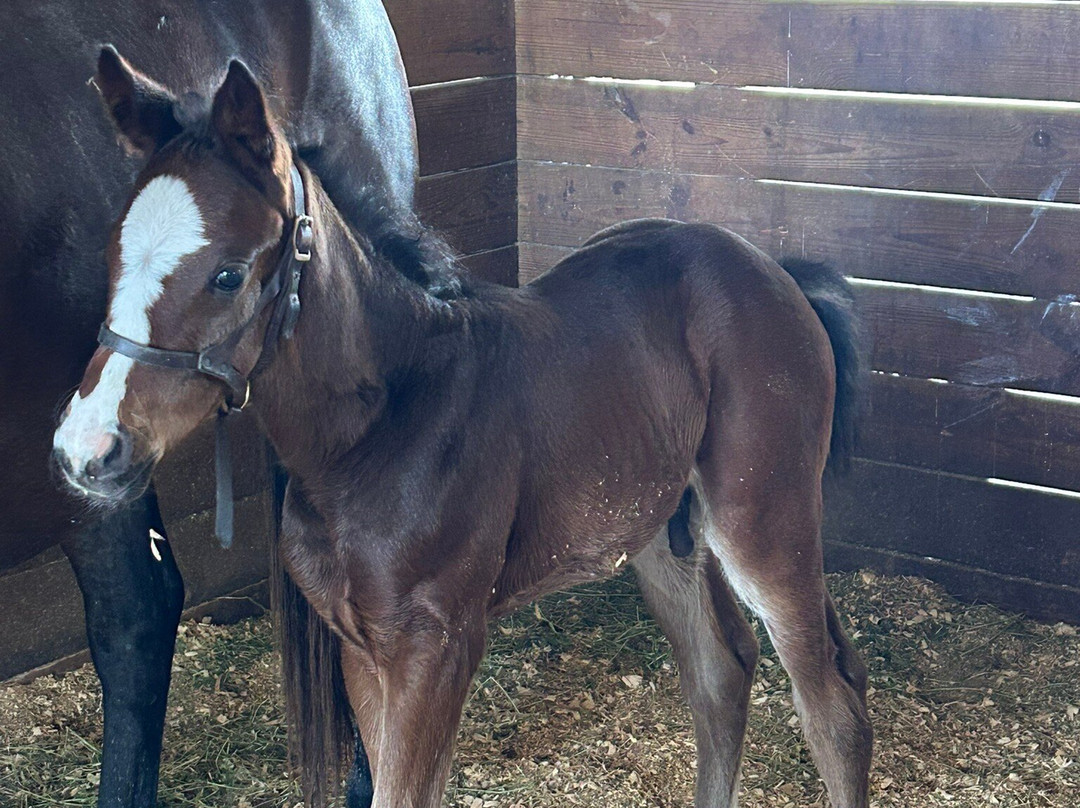 Farm Tours of Ocala-奥卡拉必去景点