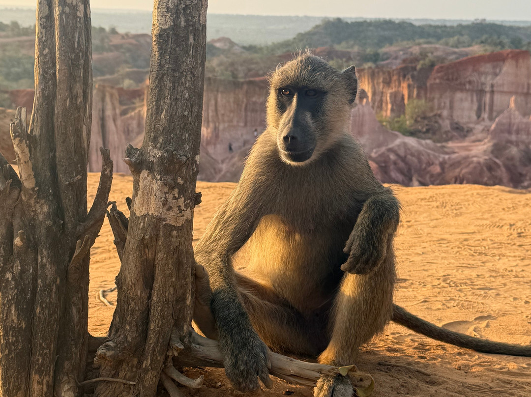 Giornale Kenya Safari - Day Tours-瓦塔木必去景点