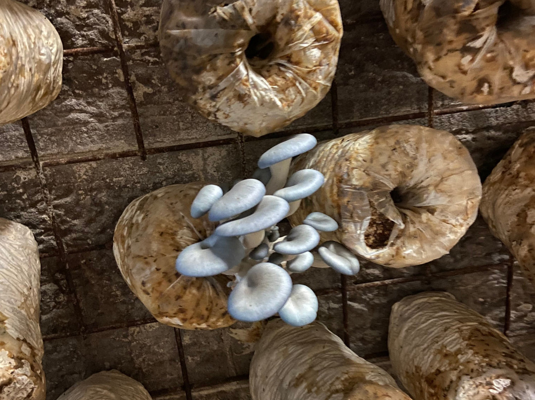 Greater Sydney Tours-Picton必去景点