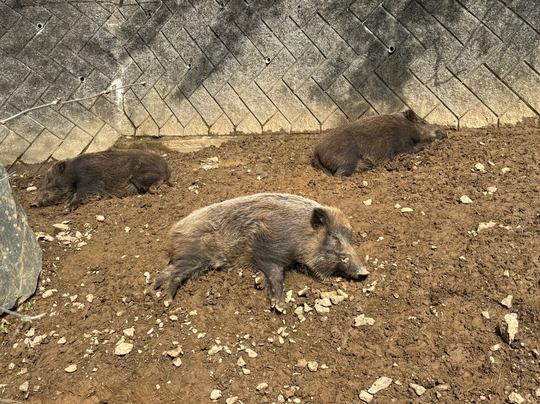Morioka Zoological Park-盛冈市必去景点