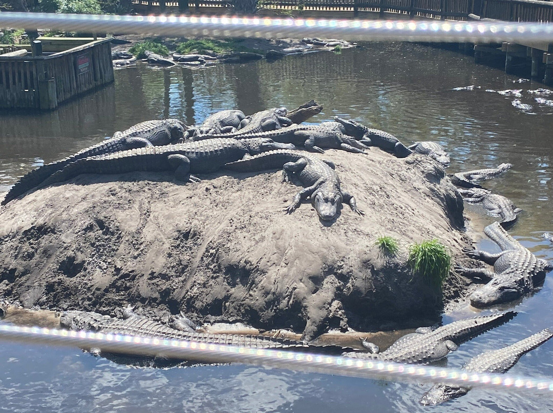 St. Augustine Alligator Farm Zoological Park景点图片