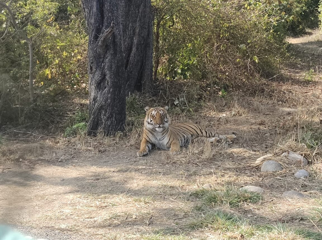 Corbett Safari景点图片