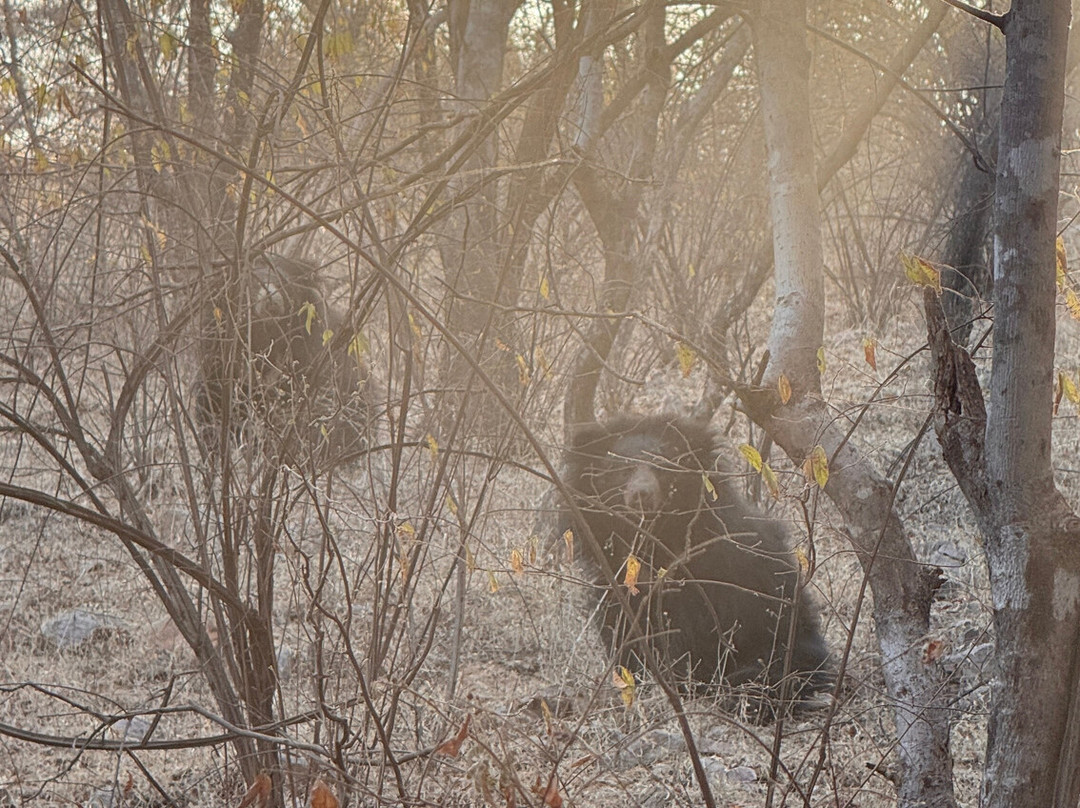 Ranthambore Tiger Safari-瑟瓦伊马托布尔必去景点