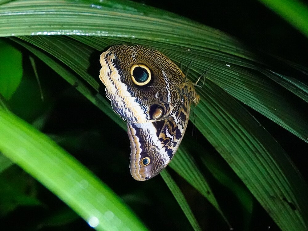 Tapirs Home-Upala必去景点