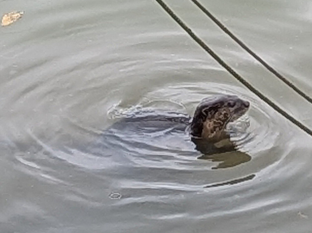 Kuantan River Cruise-关丹必去景点