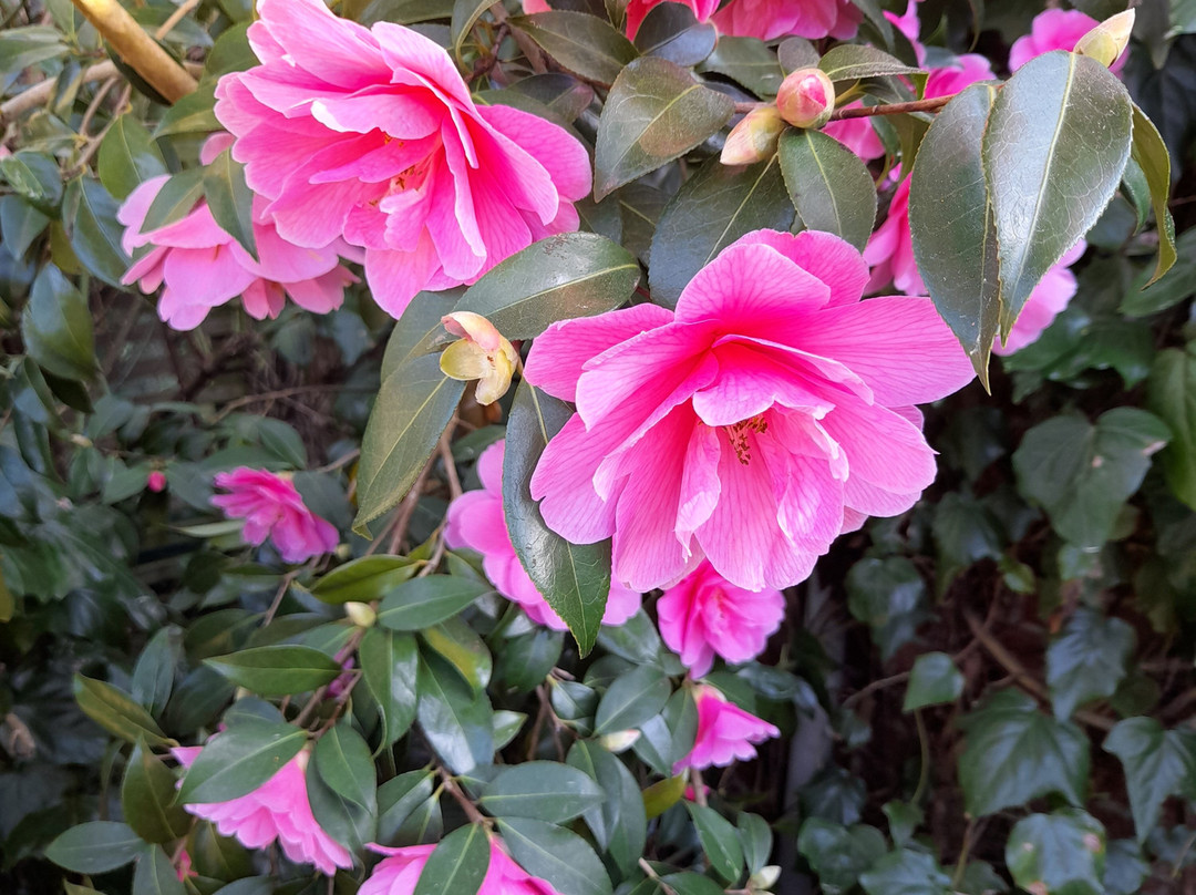 East Ruston Old Vicarage Garden-诺威奇必去景点