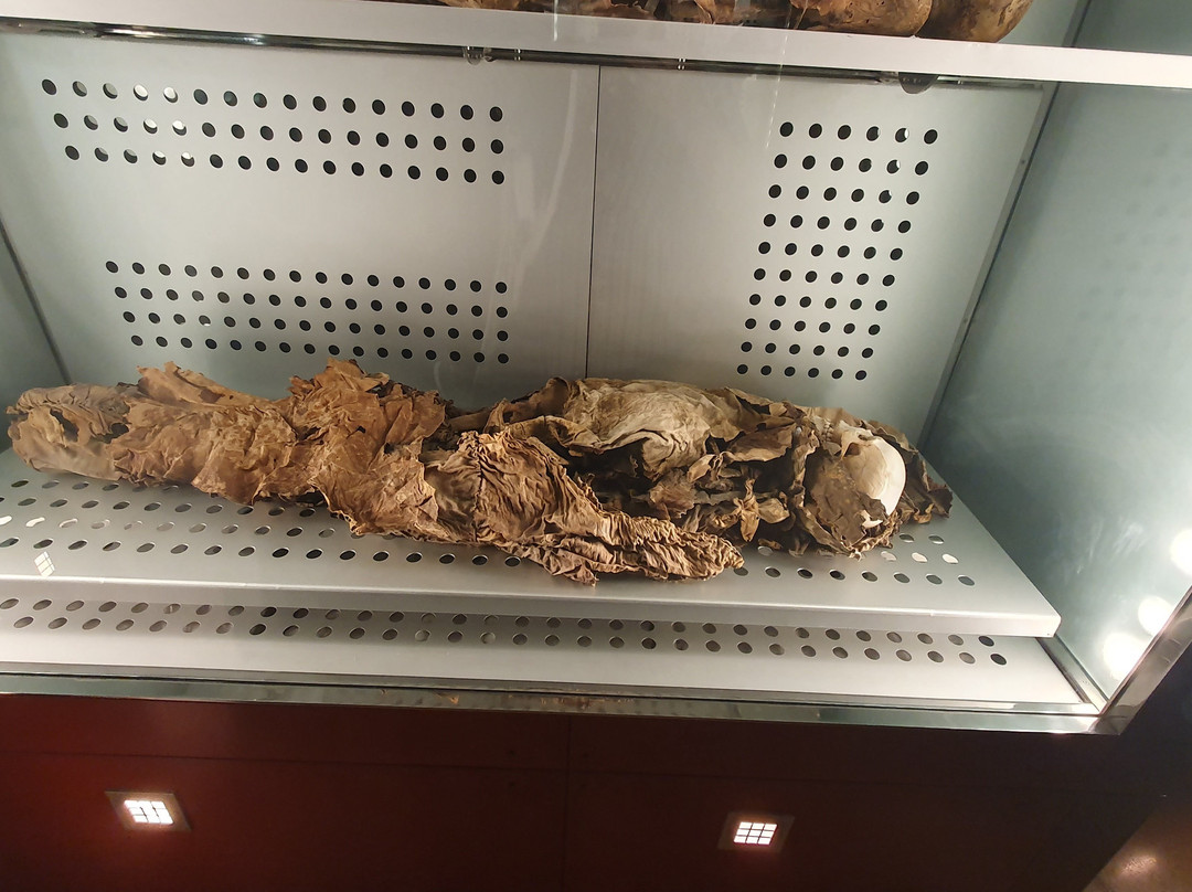 Museo de Naturaleza y Arqueologia景点图片