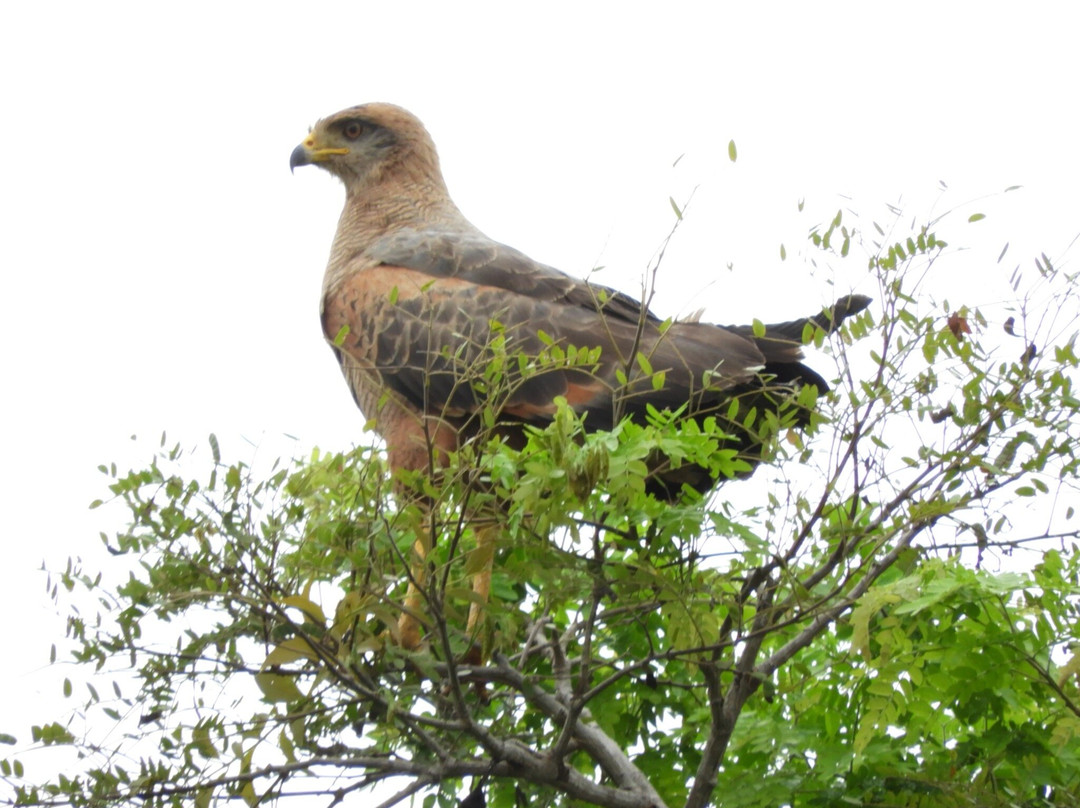 Santarém Viagens e Turismo-Santarem必去景点