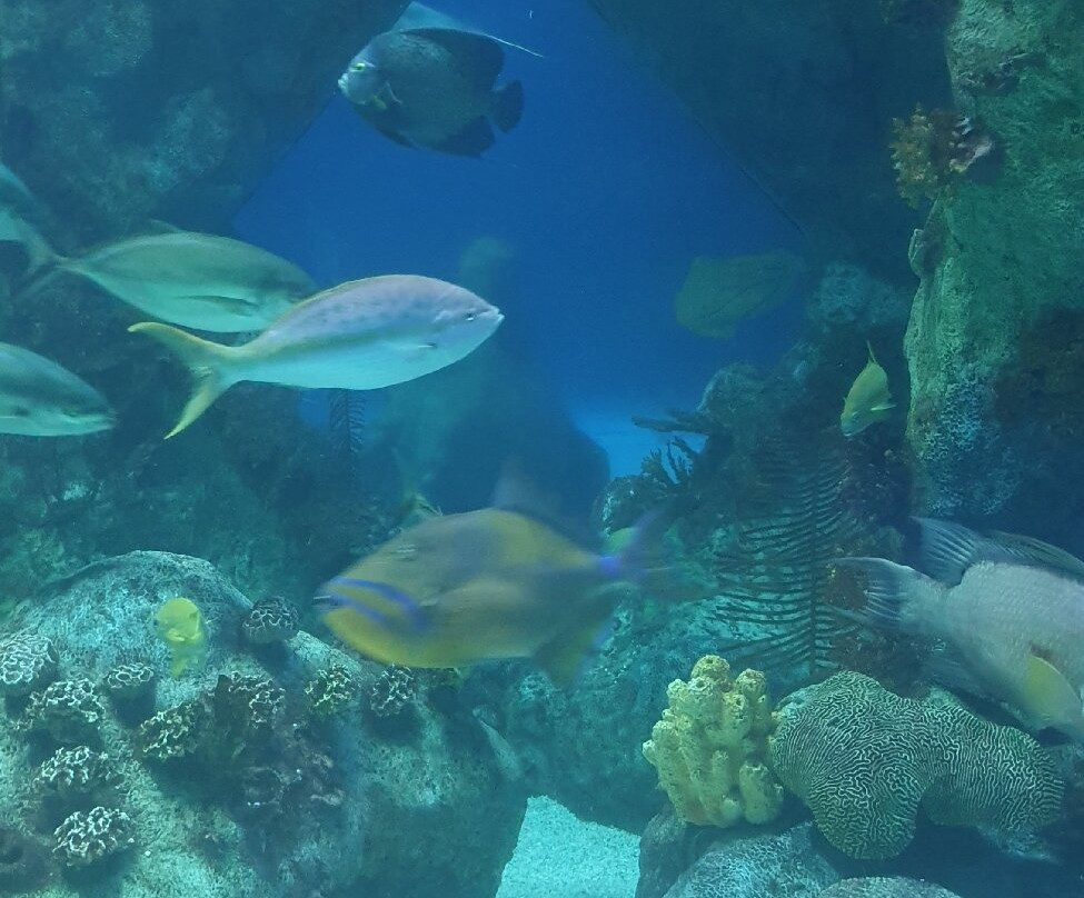 ABQ BioPark Aquarium-阿尔伯克基必去景点