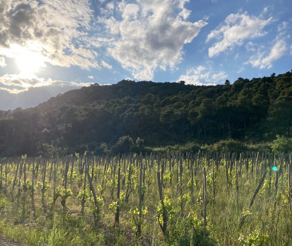Horse Aventure-Saint-Bauzille-de-Montmel必去景点