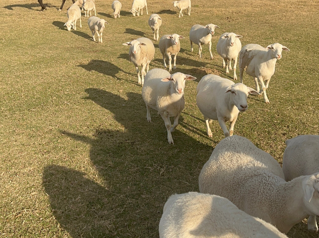 Moss Mountain Farm-Roland必去景点