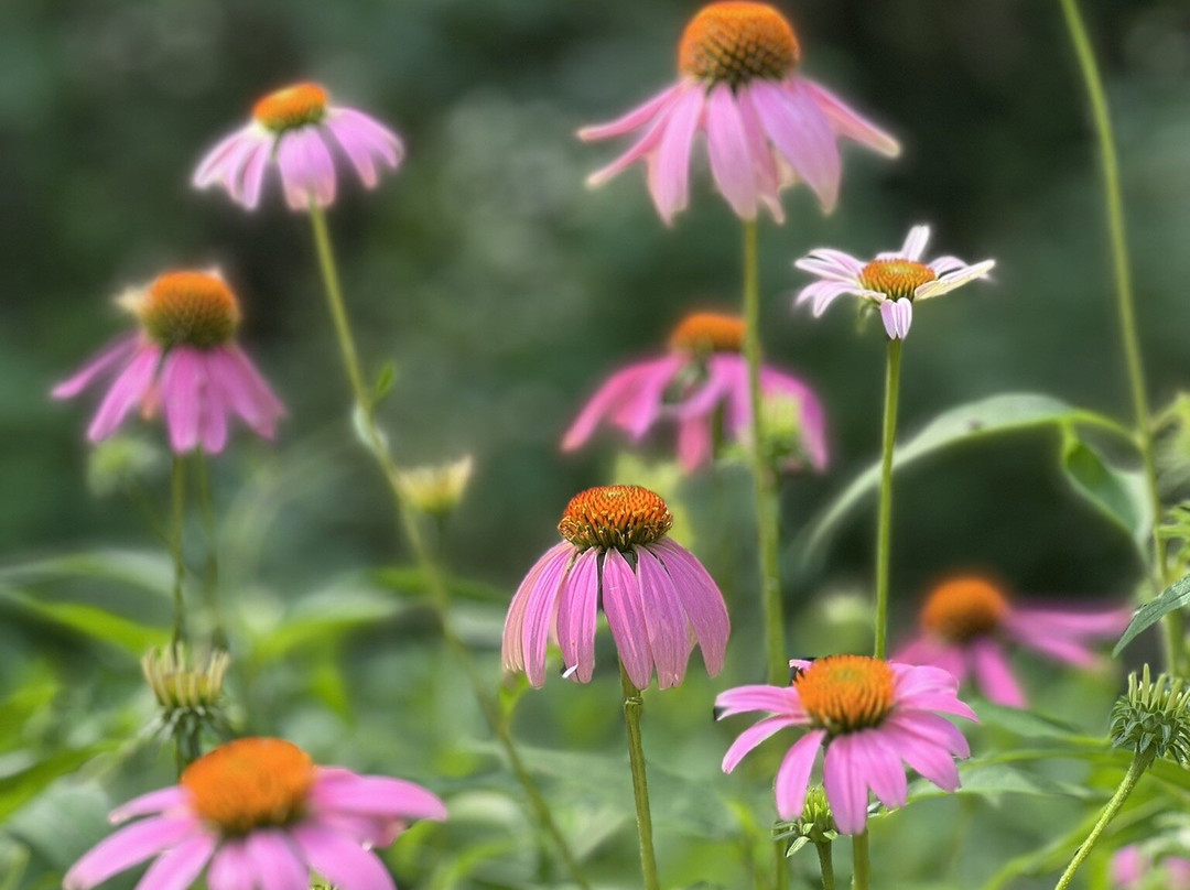 Zilker Botanical Garden-奥斯丁必去景点